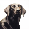 Choc_lab_av.png image by lisamklingensmith