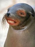 Foca.jpg image by Lord_Edgard